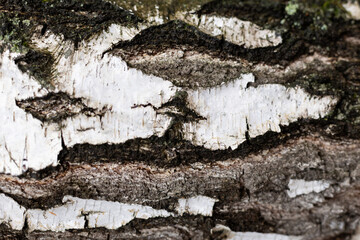 birch bark texture natural background paper close-up. birch tree wood texture. birch tree bark. pattern of birch bark. Background texture