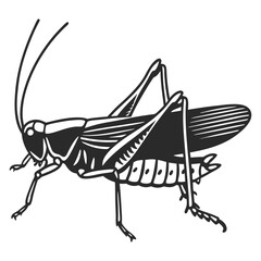 Grasshopper Side View, Black and White Insect Drawing with Detailed Lines