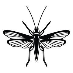 Grasshopper Top View with Wings, Black and White Insect Illustration