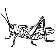 Grasshopper Outline, Black and White, Insect Drawing