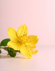 Hypericum flower background