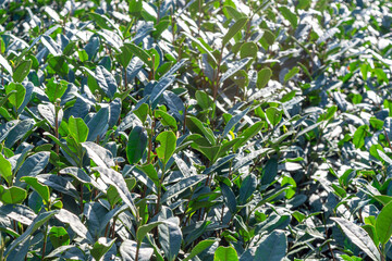 Tea plantation garden in Longjingcun village,located in Hangzhou city of China