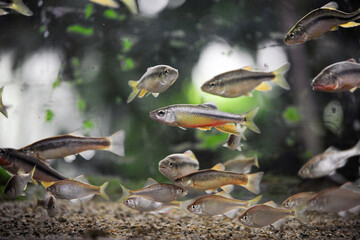 Minnow freshwater fish living in freshwater