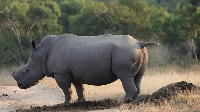 a Massive white rhino bull enlarging his midden