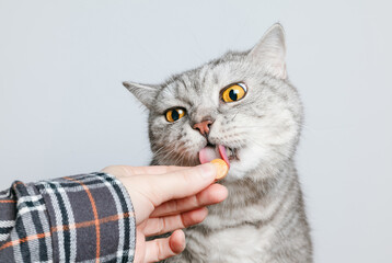 Cute cat is trying a pill with his tongue. Woman gives supplement to cat, pet health caring.