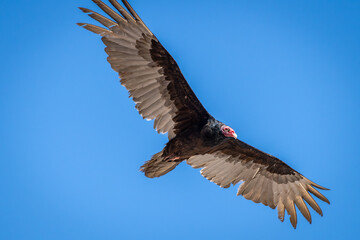 Obraz premium Turkey vulture buzzes the photographer