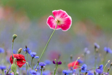 Red poppies, cornflowers, baby bad breath, gypsum pila flower d blooming scenery