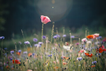 Red poppies, cornflowers, baby bad breath, gypsum pila flower d blooming scenery