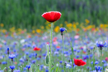 Red poppies, cornflowers, baby bad breath, gypsum pila flower d blooming scenery