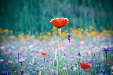 Red poppies, cornflowers, baby bad breath, gypsum pila flower d blooming scenery