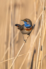 Gorgebleue à miroir (Luscinia svecica, Bluethroat) dans la roselière