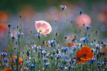 Red poppies, cornflowers, baby bad breath, gypsum pila flower d blooming scenery