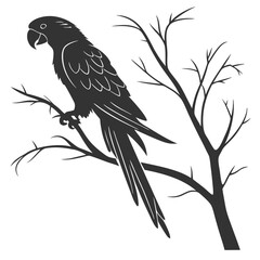 Silhouette parrot on white background