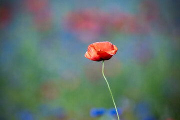 Red poppies, cornflowers, baby bad breath, gypsum pila flower d blooming scenery