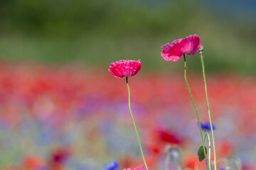 Red poppies, cornflowers, baby bad breath, gypsum pila flower d blooming scenery