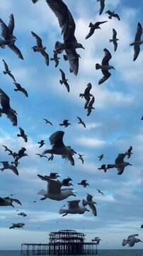 Seagulls All Over Brighton with Blue Sky 