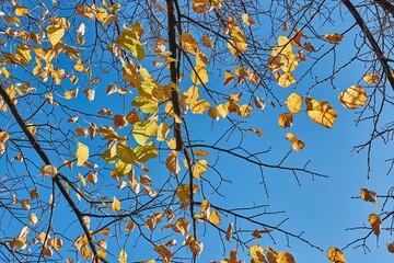 Autumn forest detail, colorful leaves