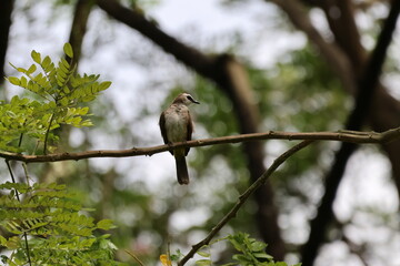 White, Brown and Yellow Bird - Yellow-vented bulbul (Pycnonotus goiavier) perched on a branch, looking to the side. Note the bright yellow coloring near its tail feathers.