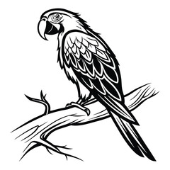 Silhouette parrot on white background