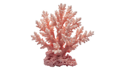 Fototapeta premium Delicate Pink Coral Specimen