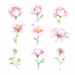 Fototapeta premium set of pink flowers