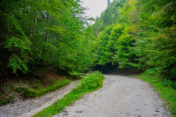 Fototapeta premium Serene Forest Path and Rocky Stream in the Carpathian Mountains near Moieciu, Brașov County, Romania