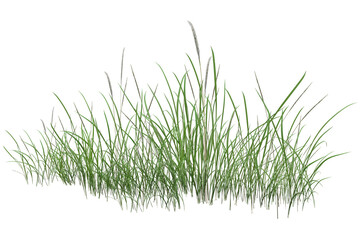 green grass isolated on white