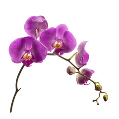 Fototapeta premium Purple orchid flower with buds isolated on transparent background, png