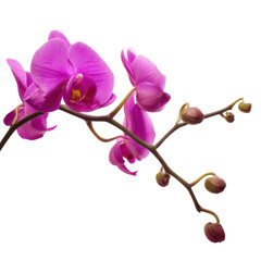 Obraz premium Pink orchid flower blossoms and buds on a branch isolated on transparent background, png