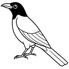 Obraz premium Clark's Nutcracker line art vector