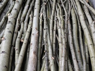 Wooden beech logs parallel to each other, background