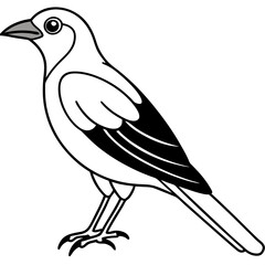 Clark's Nutcracker line art  vector