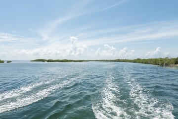 Water trails behing boat with red mangrove trees (Rhizophora mangle), Caribbean