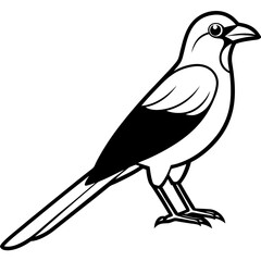 Clark's Nutcracker line art  vector