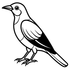 Clark's Nutcracker line art  vector