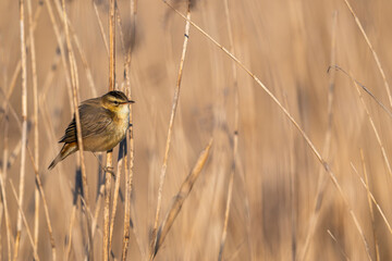 Phragmite des joncs (Acrocephalus schoenobaenus, Sedge Warbler)
