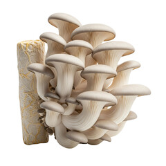 Natural mushroom composition with leaves and soil on transparent background for farm-to-table marketing, healthy lifestyle ads, or herbal product design.