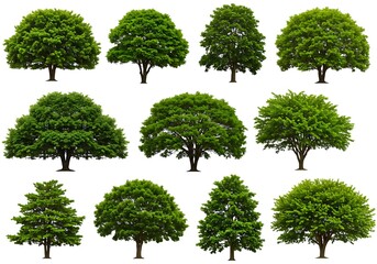 Collection of various trees isolated on white background