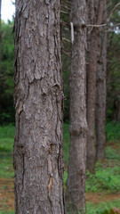 The rows of pine trees, with their overlapping bark clearly visible, symbolize the abundance of nature and the environment within the forest.