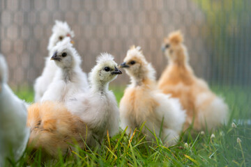 Keeping domestic chicken in free range chicken coop on home backyard. Poultry hen house with green grass in suburban garden