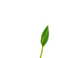 Single green tulip bud isolated on transparent background, png