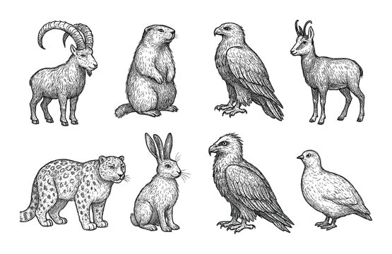 Alpine Wildlife Icons