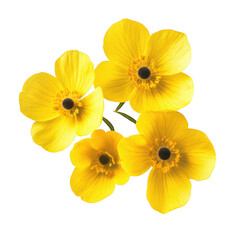 Four yellow flowers cluster isolated on transparent background