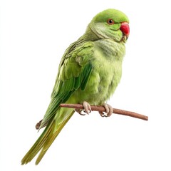A vibrant green parrot perched on a branch against a white background.
