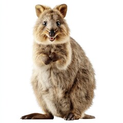 Obraz premium A small, furry quokka stands upright, appearing to smile, against a plain white background.