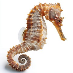 A delicate, detailed seahorse with intricate textures and patterns, displayed against a plain white background.