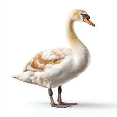 Fototapeta premium A graceful swan stands on a white background, displaying its elegant neck and white feathers with brownish markings.