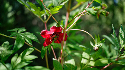 Paeonia Delavayi, Delavay Peony, flowering in spring in the garden