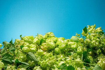 Huge pile of fresh green hop flowers on blue background. A key component of the aroma and taste of...
