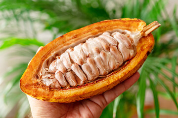 Half of fresh opened cocoa pod with fresh cocoa beans in man's hand. Green nature background.